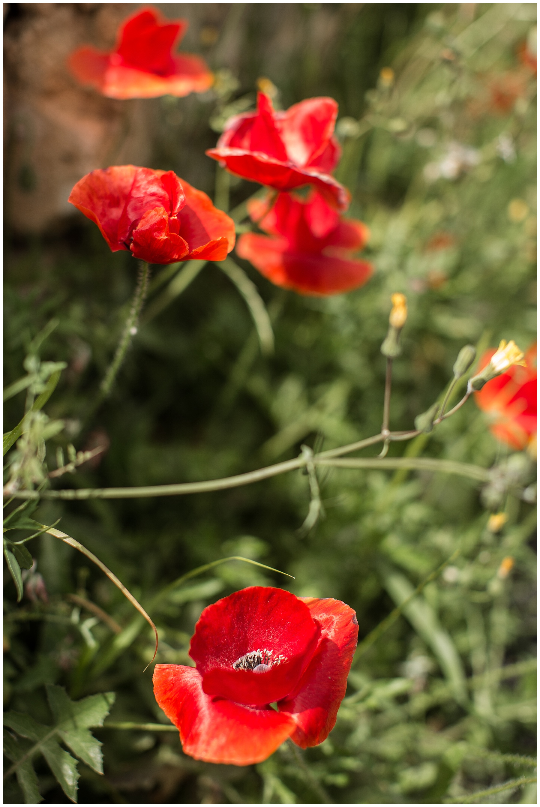 2018-06-18_0018 Magnificent Majorca